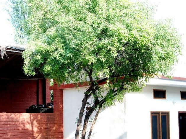 Chandra Hill Resort Ranakpur Exteriör bild